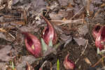 Skunk cabbage